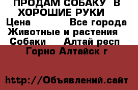 ПРОДАМ СОБАКУ  В ХОРОШИЕ РУКИ  › Цена ­ 4 000 - Все города Животные и растения » Собаки   . Алтай респ.,Горно-Алтайск г.